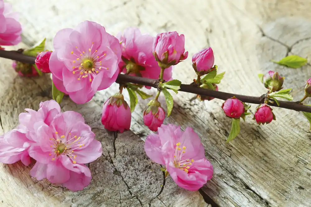 Ajankohtainen Taustakuva - Sakura